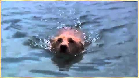 Cá heo cứu chó clip cảm động