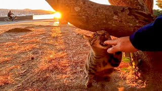 海沿いの公園で野良猫が甘えてきた