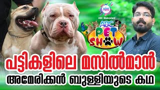 പട്ടികളിലെ മസിൽമാൻ അമേരിക്കൻ ബുള്ളിയുടെ കഥ|American Bully XL|American Bully Dogs In Kerala
