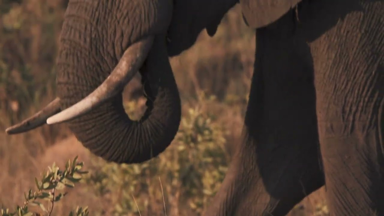 African elephant eating grass with prehensile trunk in stock footage | Premium Video Footage | 4K