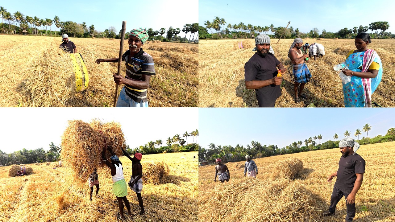 ரஷ்யா அக்கா வீட்டு வயலில் ,கல்பனா அப்பா ,என் தம்பி மற்றும் நண்பர்களுடன் வைக்கோல் சேகரிக்கும் வேலை
