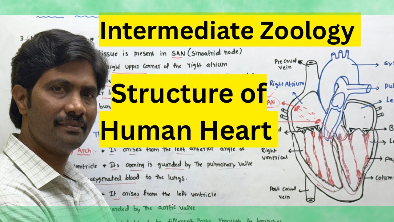 Structure of the Heart of the Man || Intermediate Zoology Important 8 Marks Questions 