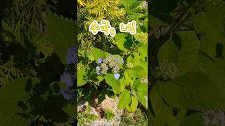 19.그레이스 정원 #plants #그레이스정원#힐링