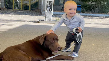 Adorable Moment! Baby Tries to Wake Up Dog for Walk.