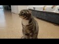 Заболела лапка, хромает((🥹 @Котик-АЛЕКС