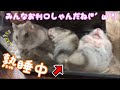 お利口なハムちゃんズ【生後69日目】