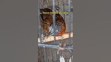 Tepus kepala abu abu #kicaumania #viral #birds