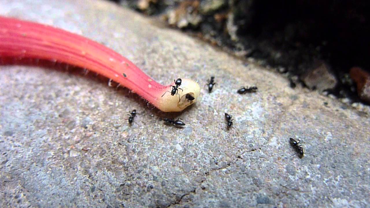 Technomyrmex cf. albipes