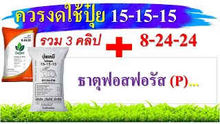 คลิปรวม 3 คลิป...ปุ๋ยสูตรฟอสฟอรัสสูง ..ธาตุฟอสฟอรัส...สูตรปุ๋ยบอกอะไรเรา