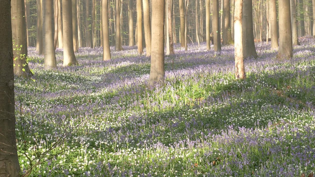 A burst of colour fills Belgian forest as wild hyacinths bloom | AFP