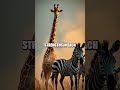 Neck to Neck in the Wild Endurance Duel: Giraffe vs Zebra