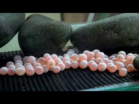 ふ化直前のサケの卵 Youtube
