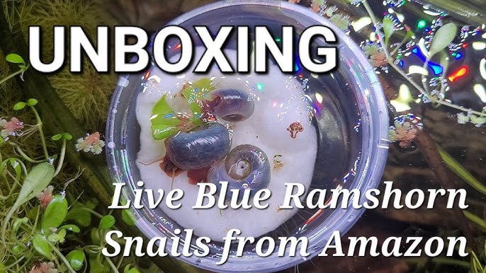 3 Red Ramshorn Snails