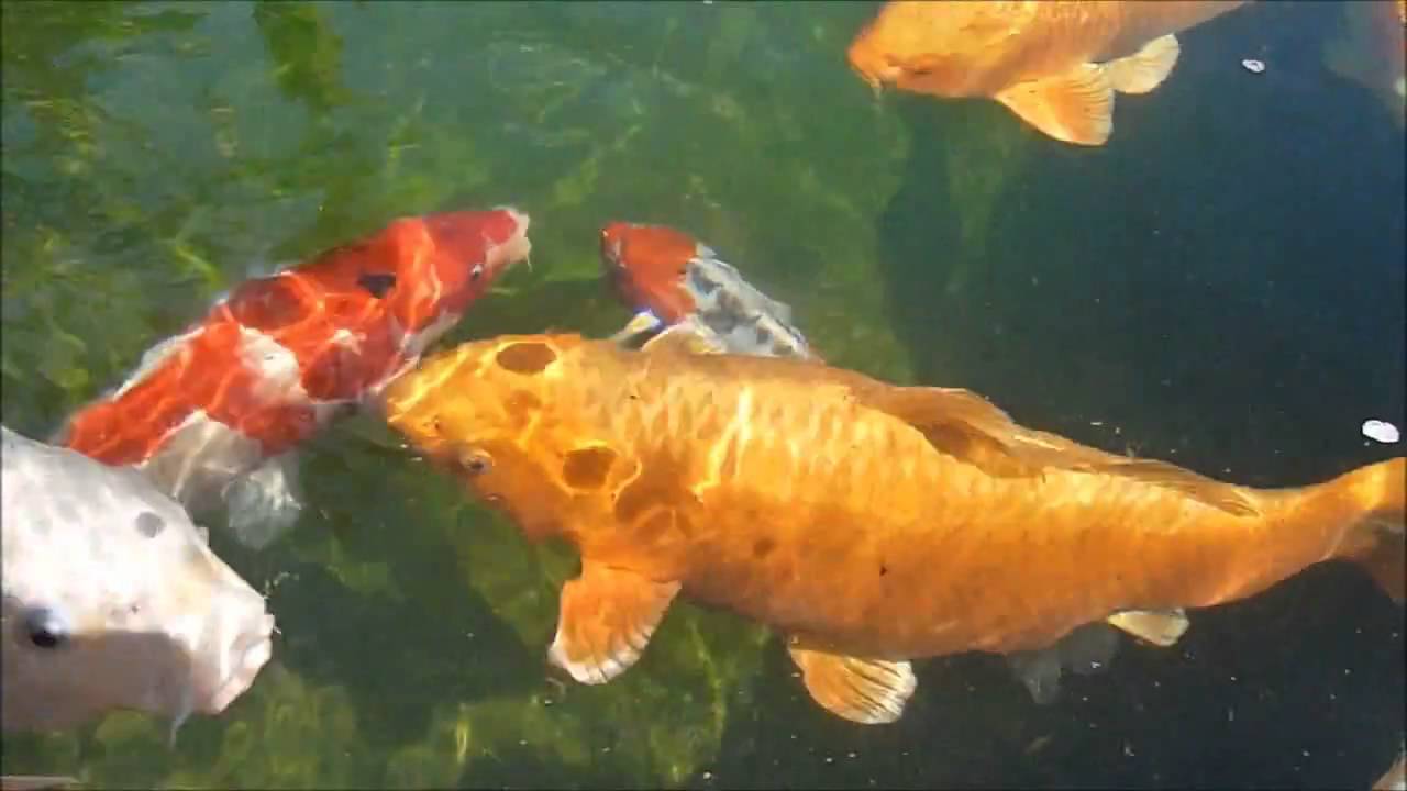 Koi Video Koi Video