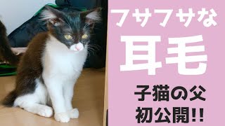 【親子猫を保護】子猫らの父、初公開