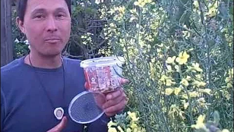 3 Tips to Ensure LadyBugs Stay in Your Garden after Release