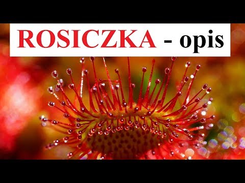 Wideo: Rosiczka okrągła: opis, zastosowanie, właściwości użytkowe, reprodukcja