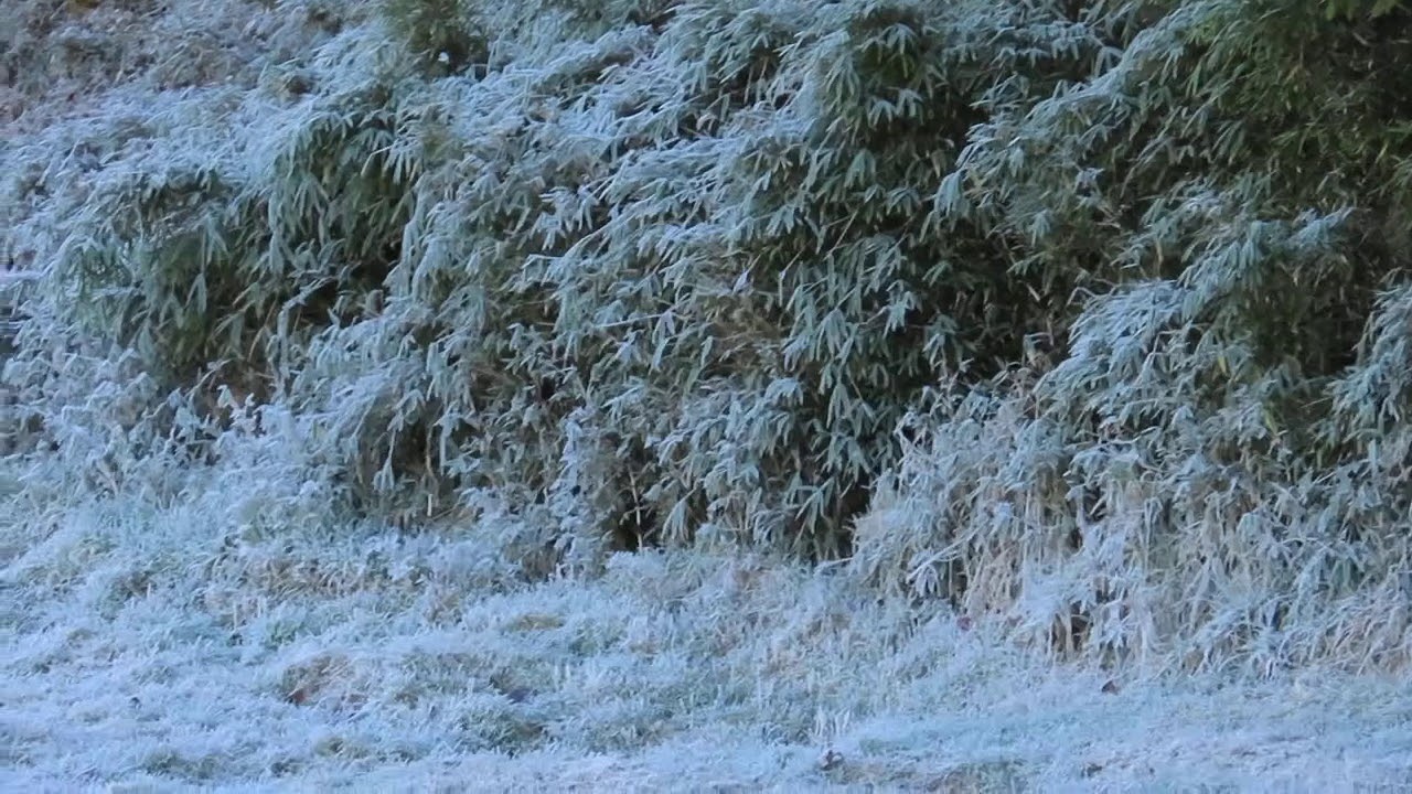 视频 白雪覆盖台湾第一高峰玉山雪景迷人 下雪 阿里山 苏家弘 大纪元