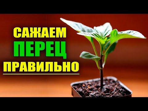 САЖАЕМ ПЕРЕЦ ПРАВИЛЬНО ПОСЛЕ ПРОРАСТАНИЯ СЕМЯН