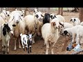 Amazing Animals On The Farm Sheep Goat Cow Chicks Animals 