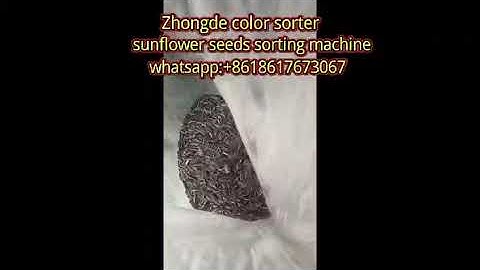zhongde intelligent color sorter machine for sunflower seeds #sortingmachine #sunflowerseedsorting