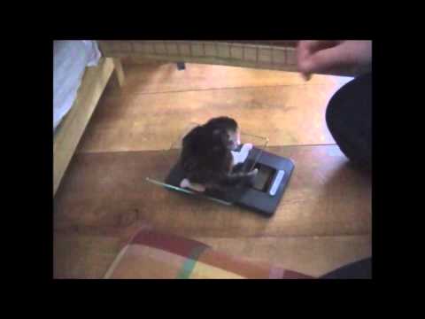 Video: Ademhalingsprobleem Bij Katten Met Een Korte Neus