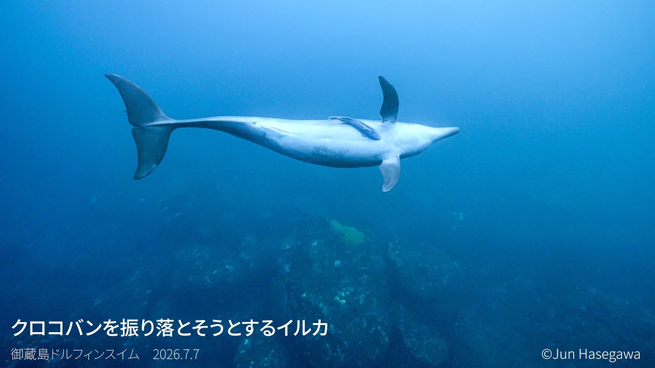 ドルフィンガイド潤さんのイルカ見聞録 4「イルカと泳ぐ」を考える旅