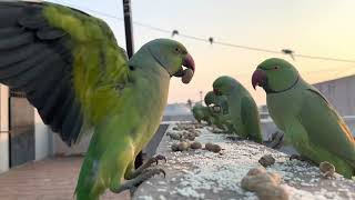 Parakeet Feeding  Day 234