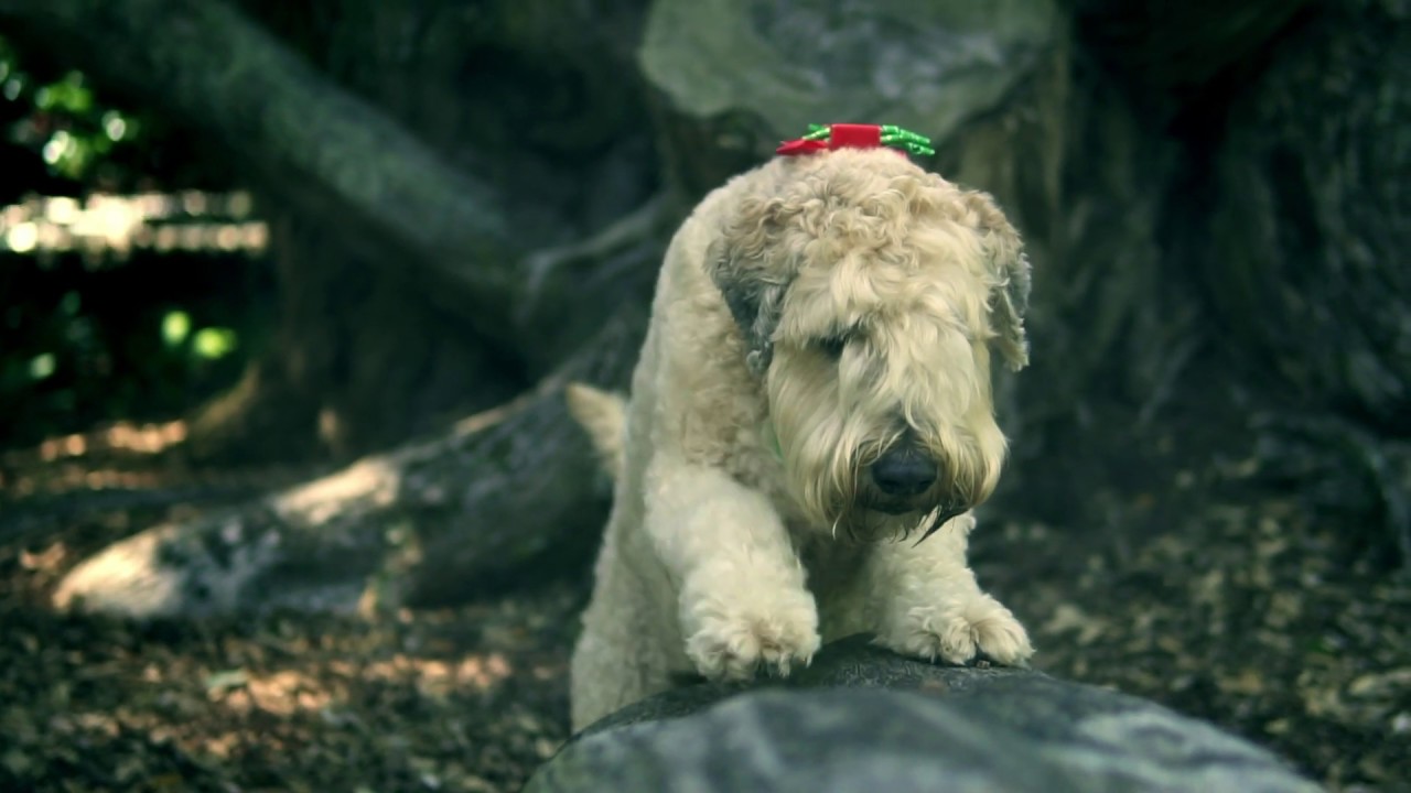 Southern Cross Pet Insurance "Fin" YouTube