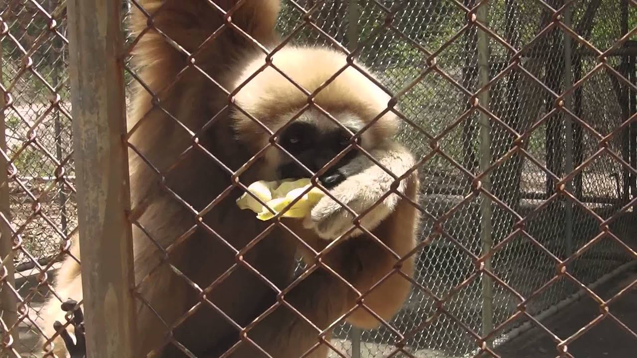 Gibbons in the Hua Hin animal park ( Thailand )