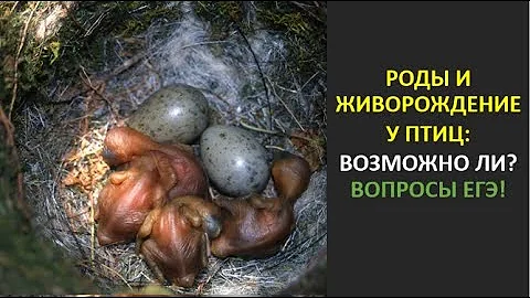 23. Роды и живорождение у птиц: возможно ли? Вопросы ЕГЭ!