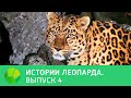 История леопарда. Выпуск 4 | Живая Планета