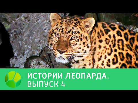 История леопарда. Выпуск 4 | Живая Планета