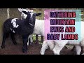 THE FIRST ROUND UP - Gathering hill ewes and their baby lambs