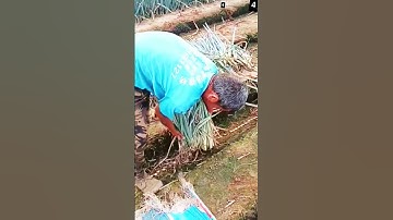 Ide Cerdas Beginilah Cara Panen Daun Bawang di Ladang #shorts