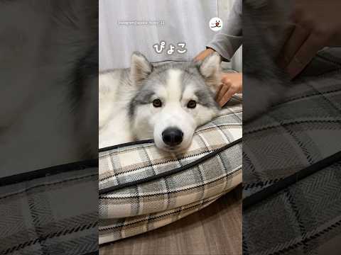 お耳ぴょこぴょこ可愛いね｜PECO #ハスキー #シベリアンハスキー #大型犬のいる生活 #husky #siberianhusky #huskylife #huskylove
