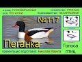 Пеганка. Голоса птиц