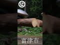 富津リサイクルショップ　⑧ 集材・搬出編「丸太が、空を飛ぶ。」
