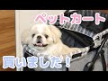 ペットカートデビューするペキニーズ！【Pekingese】