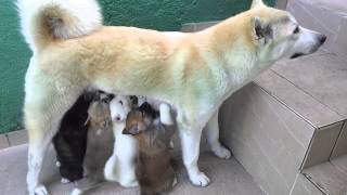 Amamentando Os Bebes