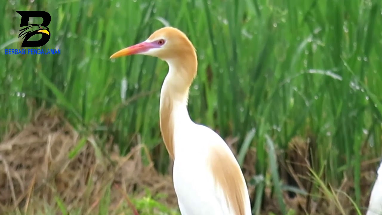 PESONA RATUSAN BURUNG KUNTUL DISAWAH, BURUNG BLEKOK, AMAZING 