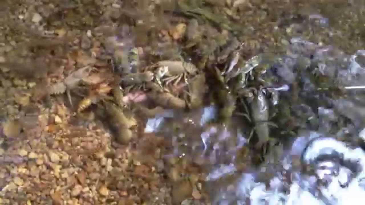 Potočni raki v Radulji - YouTube