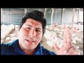 QUE ES MAS RENTABLE 💵 CRIAR POLLOS 🐔  O CERDOS 🐖