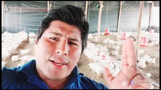 QUE ES MAS RENTABLE 💵 CRIAR POLLOS 🐔  O CERDOS 🐖