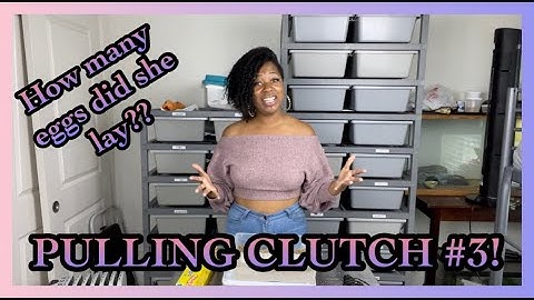 PULLING CLUTCH 3!! | HOW MANY EGGS DID I GET?? | BALL PYTHON BREEDER | PRECIOUS PYTHONS