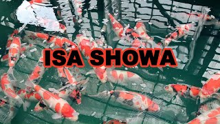 Champion Koi at ISA Koi Farm: Best in class Showa