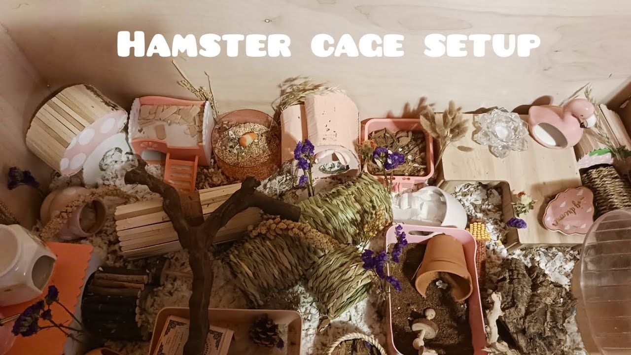 Image showcasing Hamster cage setup - YouTube