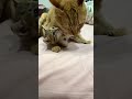 やんちゃ子猫のお世話