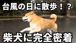 台風の日に散歩に行ったら、色々事件すぎた柴犬。