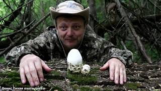 картинка: Вольвариелла шелковистая | Volvariella bombycina